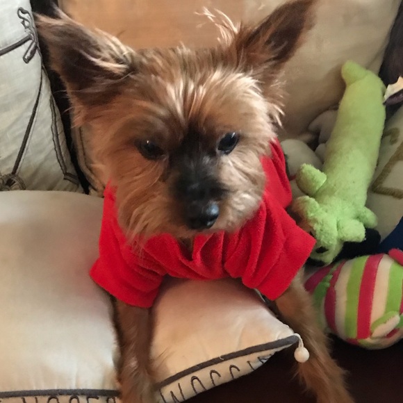 NWT: Merry Christmas dog hoodie - Picture 2 of 4